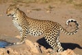 Leopard big spotted cat standing Royalty Free Stock Photo