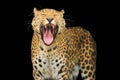 leopard on the black background