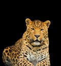 leopard on a black background