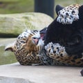 Leopard and black leopard Royalty Free Stock Photo