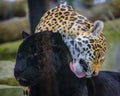 Leopard and black leopard Royalty Free Stock Photo