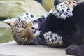 Leopard, animal Royalty Free Stock Photo