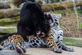 Leopard and black leopard, panthers playing together Royalty Free Stock Photo