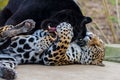 Leopard and black leopard, panthers playing together Royalty Free Stock Photo