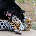 Leopard and black leopard, panthers playing together Royalty Free Stock Photo