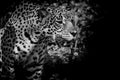 Leopard black and white