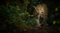 leopard blends into the dense jungle