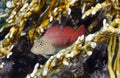 Leopard blenny Royalty Free Stock Photo