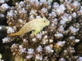 Leopard blenny above corals