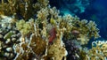 Leopard blenny Exallias brevis undersea, Red Sea, Egypt, Sharm El Sheikh, Nabq Bay
