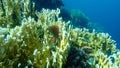 Leopard blenny Exallias brevis undersea, Red Sea, Egypt, Sharm El Sheikh, Nabq Bay