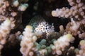 A Leopard Blenny - Leopard Rockskipper fish hiding between the coral