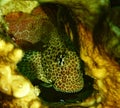 Leopard blenny & x28;exallias brevis& x29;