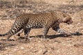 Leopard with Bloody Snout Walking