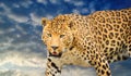 leopard on a blue sky background Royalty Free Stock Photo