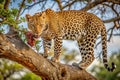 Leopard on branch, eating berries, African savanna, sunrise Royalty Free Stock Photo