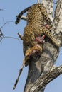 Leopard bring kill down a tree Royalty Free Stock Photo