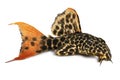 Leopard Cactus Pleco aquarium fish Pseudacanthicus leopardus Royalty Free Stock Photo