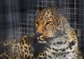 Leopard in cage, spotted panthera in zoo