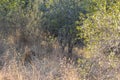 Leopard camouflaged in long grass Royalty Free Stock Photo