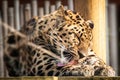 Leopard in captivity licking his paws in captivity zoo outdoors Royalty Free Stock Photo