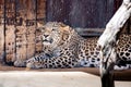 Leopard in captivity lying on the ground Royalty Free Stock Photo