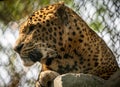 Leopard in Captivity Portrait