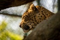 Leopard in Captivity Portrait