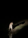 Leopard captured in dark