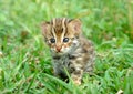 Leopard cat Royalty Free Stock Photo