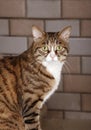Leopard cat Royalty Free Stock Photo