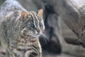 Leopard cat Royalty Free Stock Photo