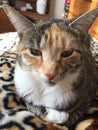 Leopard cat on a leopard blanket