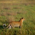 Leopard Royalty Free Stock Photo