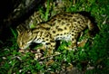 Leopard Cat (Prionailurus bengalensis) Royalty Free Stock Photo