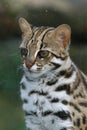 Leopard cat Royalty Free Stock Photo