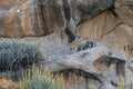 Leopard Climbing down a Rocky Hill at Bera,Rajasthan,India