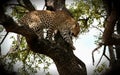 Leopard climbing down tree Royalty Free Stock Photo