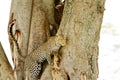 Leopard climbing down tree Royalty Free Stock Photo