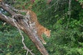 Leopard climbing down tree in the Kalahari Royalty Free Stock Photo
