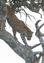 Leopard Climbing Down Tree, Maasai Mara Royalty Free Stock Photo