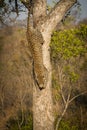 Leopard climbing down a tree