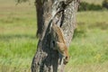 Leopard Climbing Down Tree In Serengeti Royalty Free Stock Photo