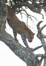 Leopard climbing down a tree in thge evening light at Masai Mara