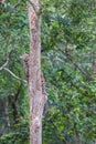 Leopard climbing a tree Royalty Free Stock Photo