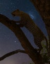 Leopard climbing up a tree with a star lit night sky Royalty Free Stock Photo