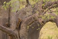 Leopard climbing up a tree in Tarangire