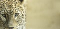 Leopard close up Royalty Free Stock Photo