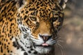 Leopard, closeup, has beautiful spotted fur