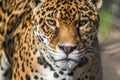 Leopard, closeup, has beautiful spotted fur